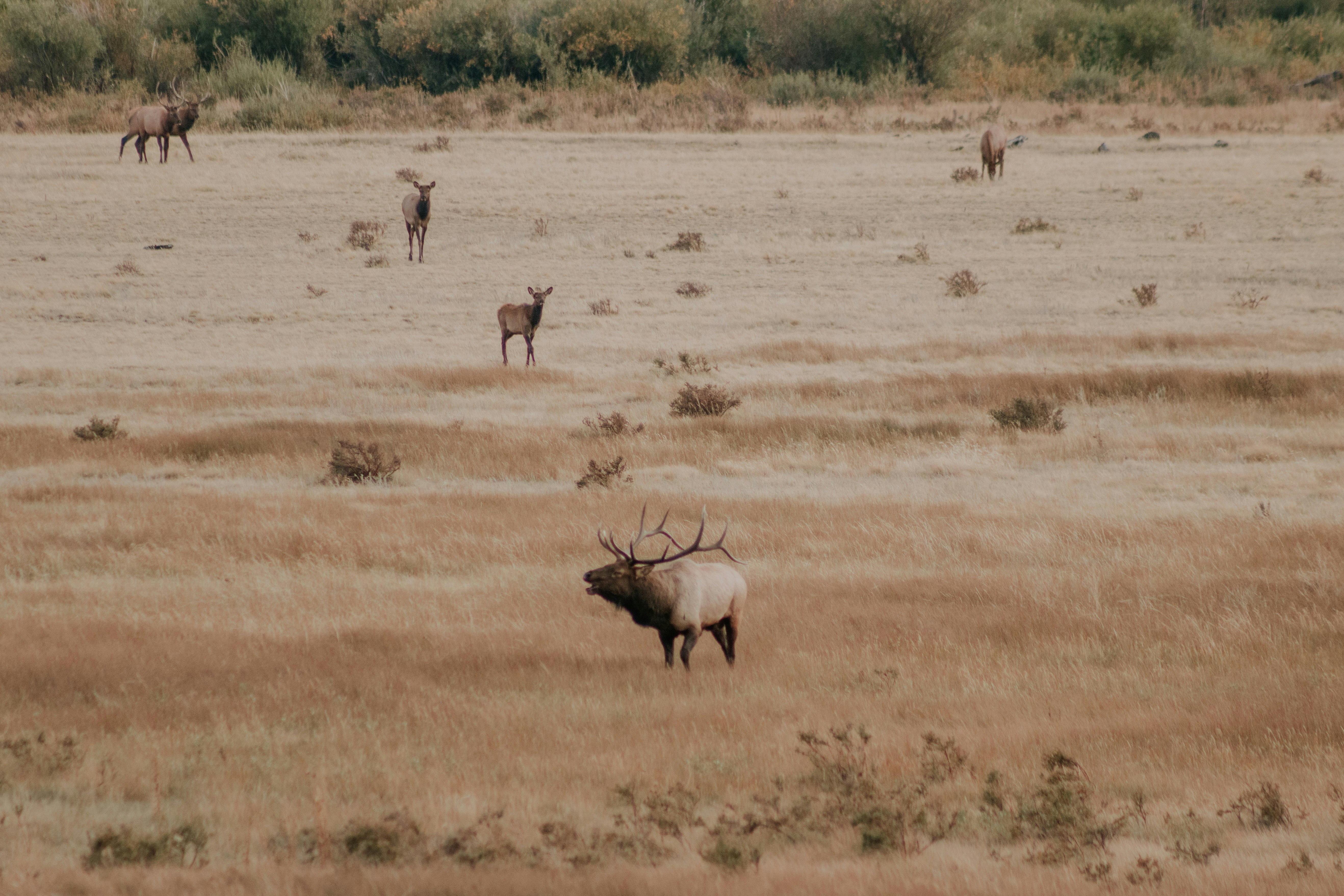 herd of deer on brown grass field during daytime